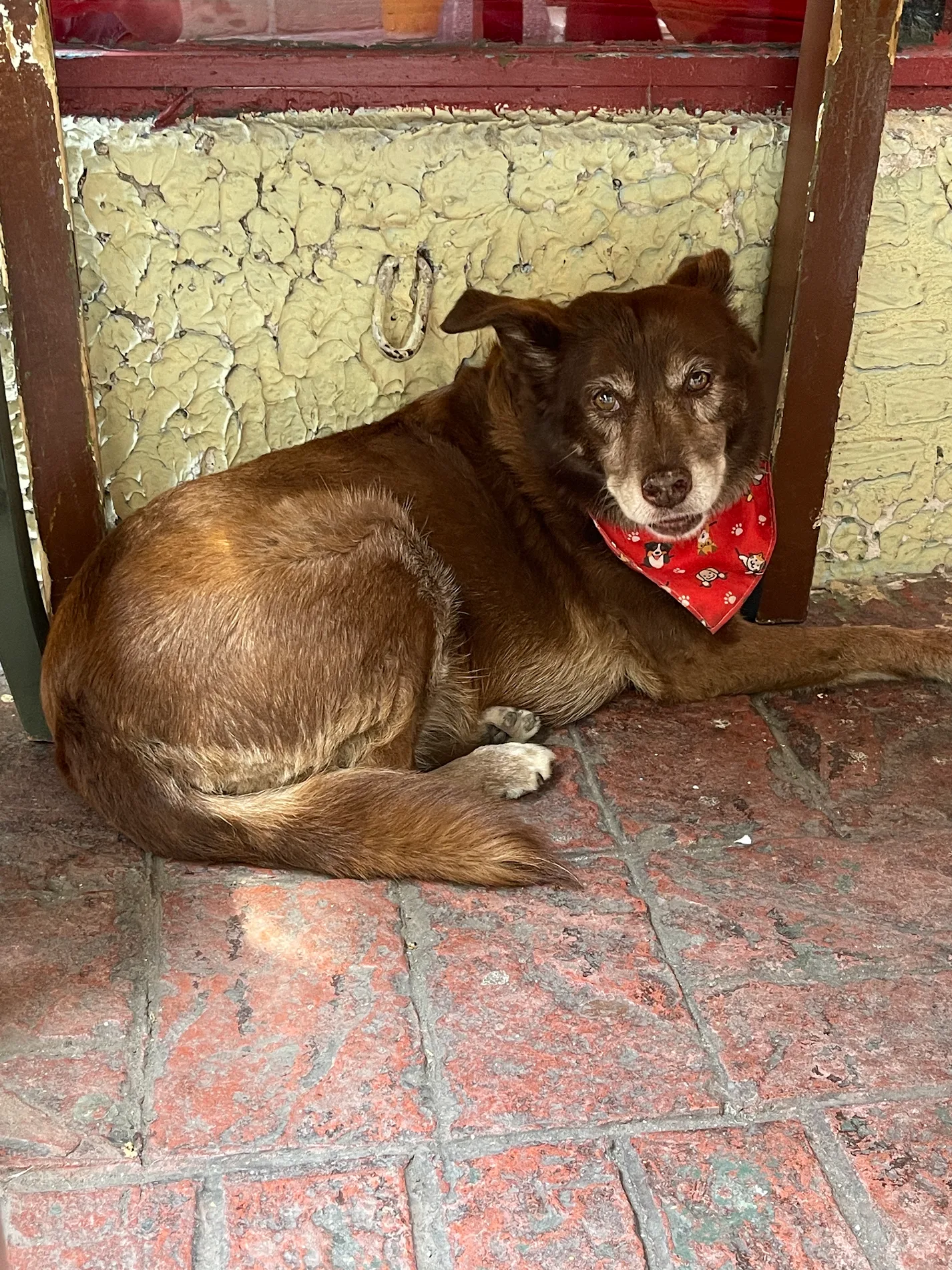 Çiçek wearing a red bandana