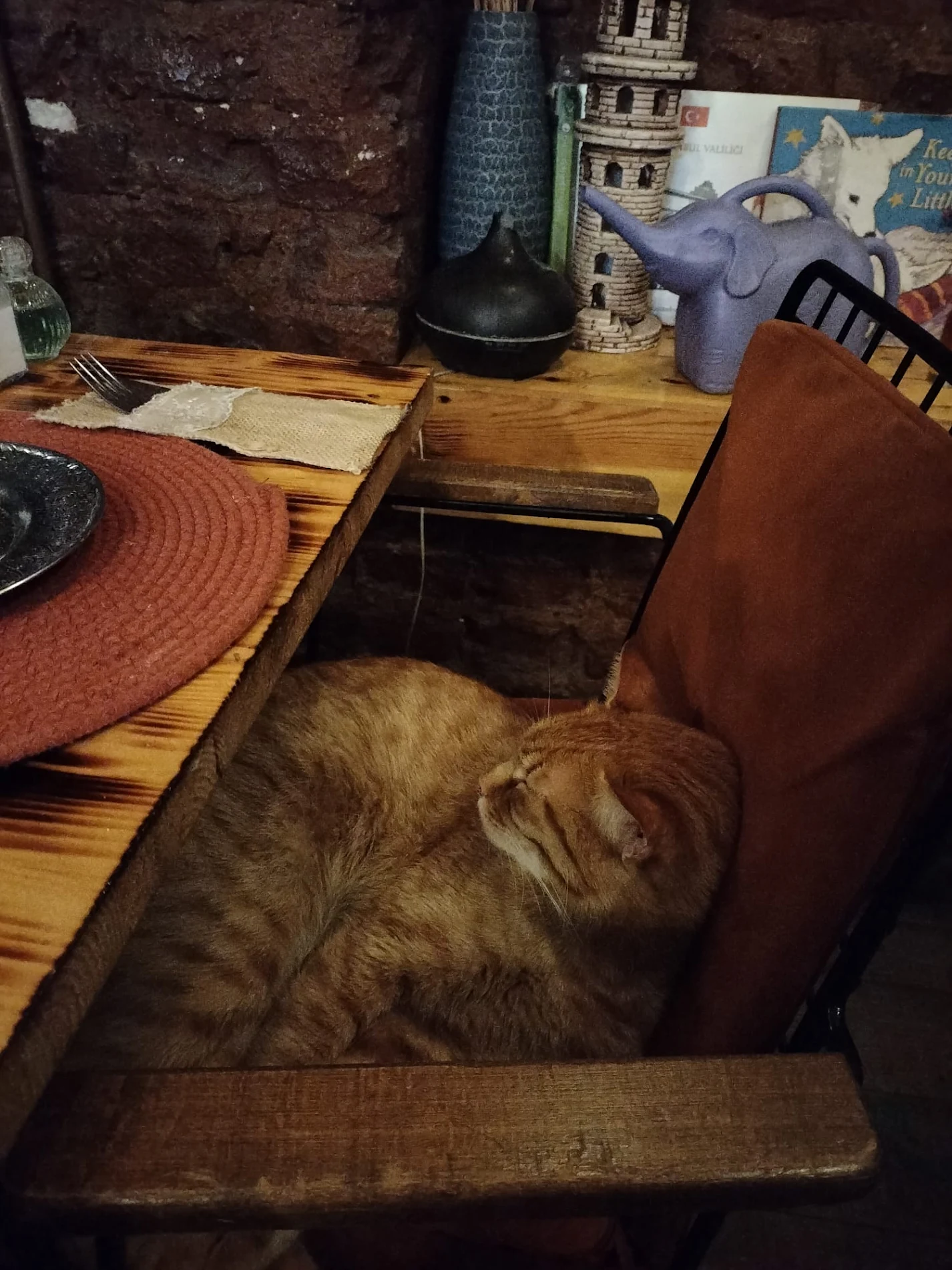 Güneş sleeping on a chair at Süheyla
